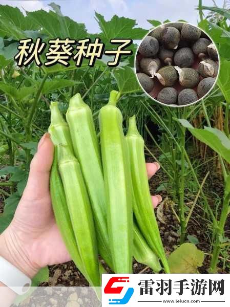 幸福寶榴蓮視頻秋葵視頻