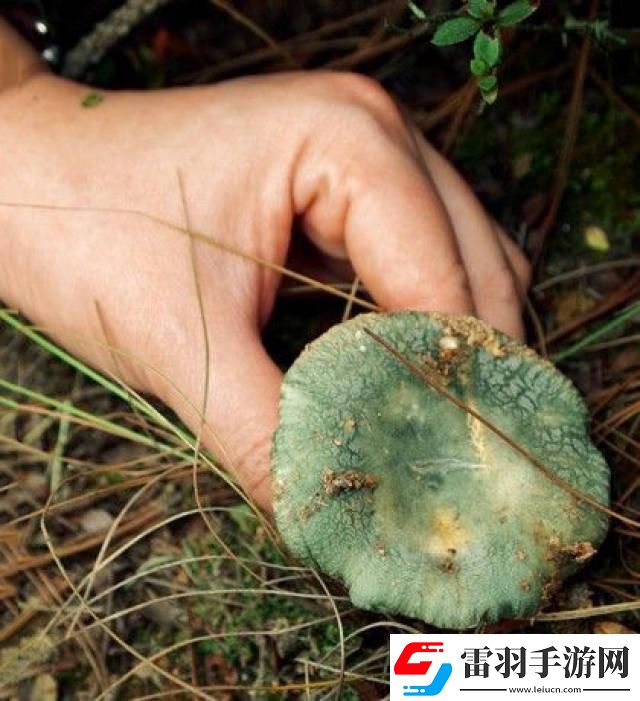 蘑菇mogula笑不活了科技圈新晉“紅”的這點事！