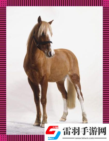 狂野西部zOom動(dòng)物馬領(lǐng)銜潮流盛宴