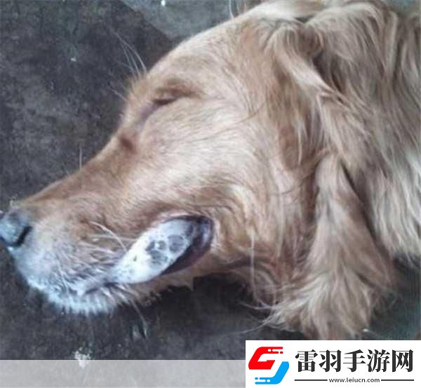 Abw實驗4痙攣口吐白沫