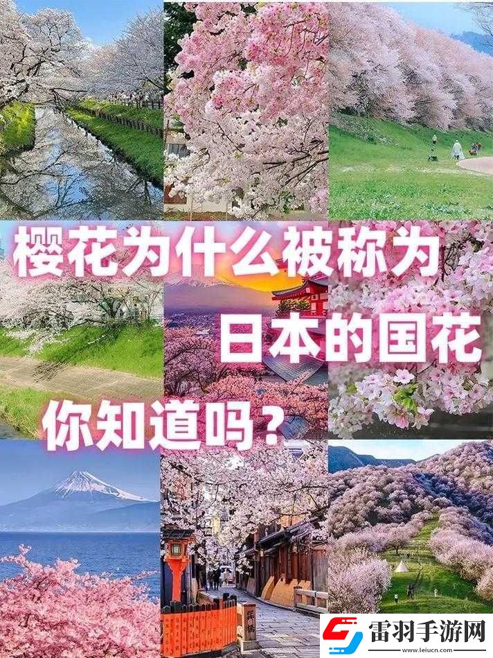 我可以深入了解你的櫻花嗎之探究