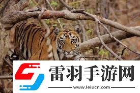 老虎是否會(huì)爬樹(shù)