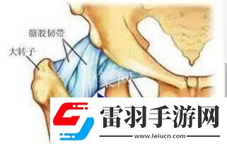 探討腿分大點(diǎn)不疼的原理運(yùn)動(dòng)生理學(xué)解析提供給身體更大舒適空間的重要性