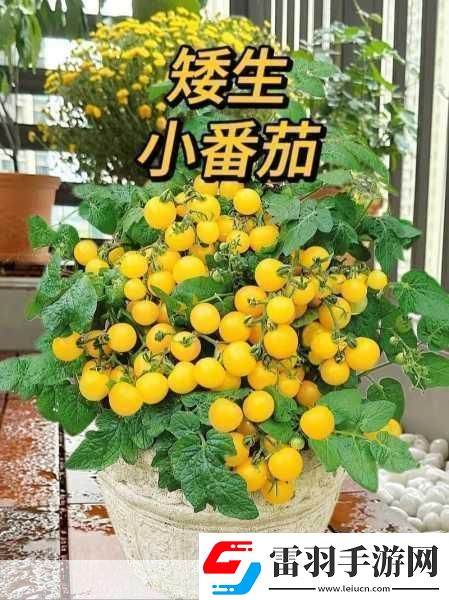 陽(yáng)臺(tái)上的浪漫