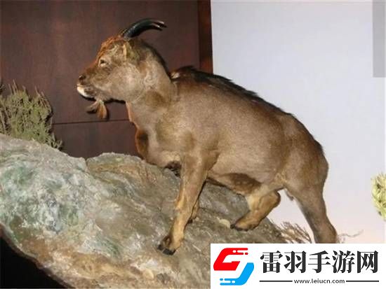 獨(dú)特的“冷血山羊”長著一張人臉