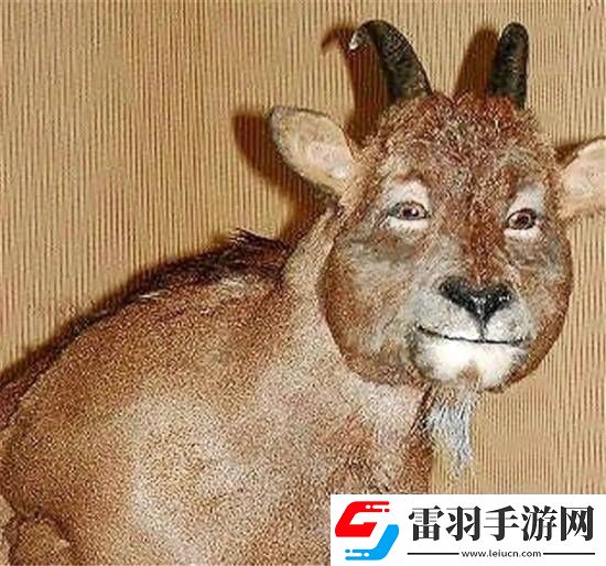 獨(dú)特的“冷血山羊”長著一張人臉