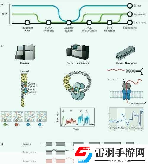 rna與cdna雜交RNA與cDNA雜交技術(shù)在基因研究中的應(yīng)用