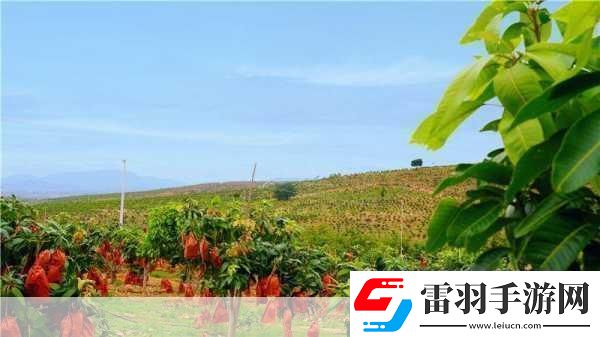 國(guó)產(chǎn)四線區(qū)芒果