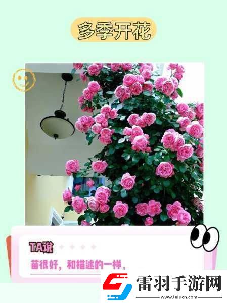 送花別弄混了玫瑰月季葉片小而密集為何分不清它們就容易鬧笑話