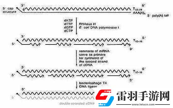rna與cdna雜交RNA與cDNA雜交技術(shù)在基因研究中的應(yīng)用