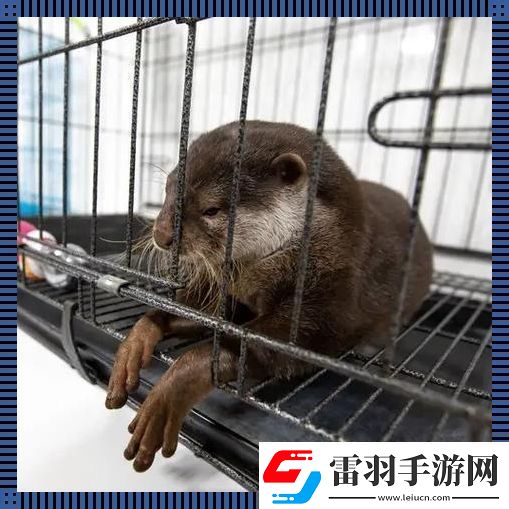 養(yǎng)寵新潮流