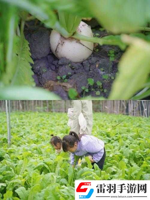 二人世界拔蘿卜