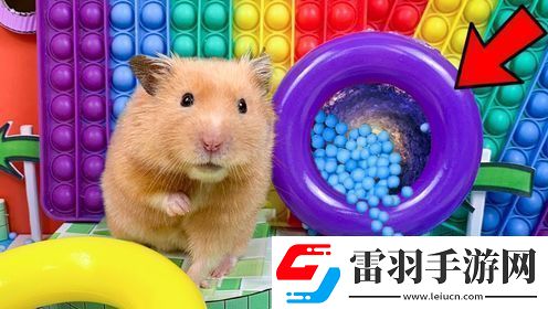 小倉鼠勇闖恐怖醫(yī)院迷宮