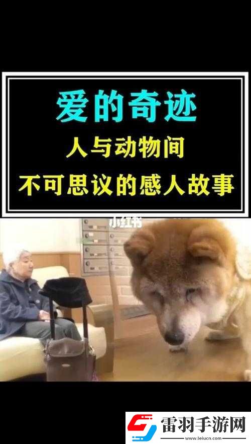 歐美人與動物交