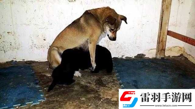 女人與公拘交酡全過程女免費(fèi)