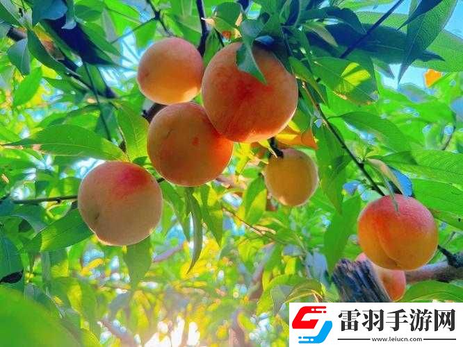 水蜜桃一品二品的獨(dú)特魅力與非凡品鑒
