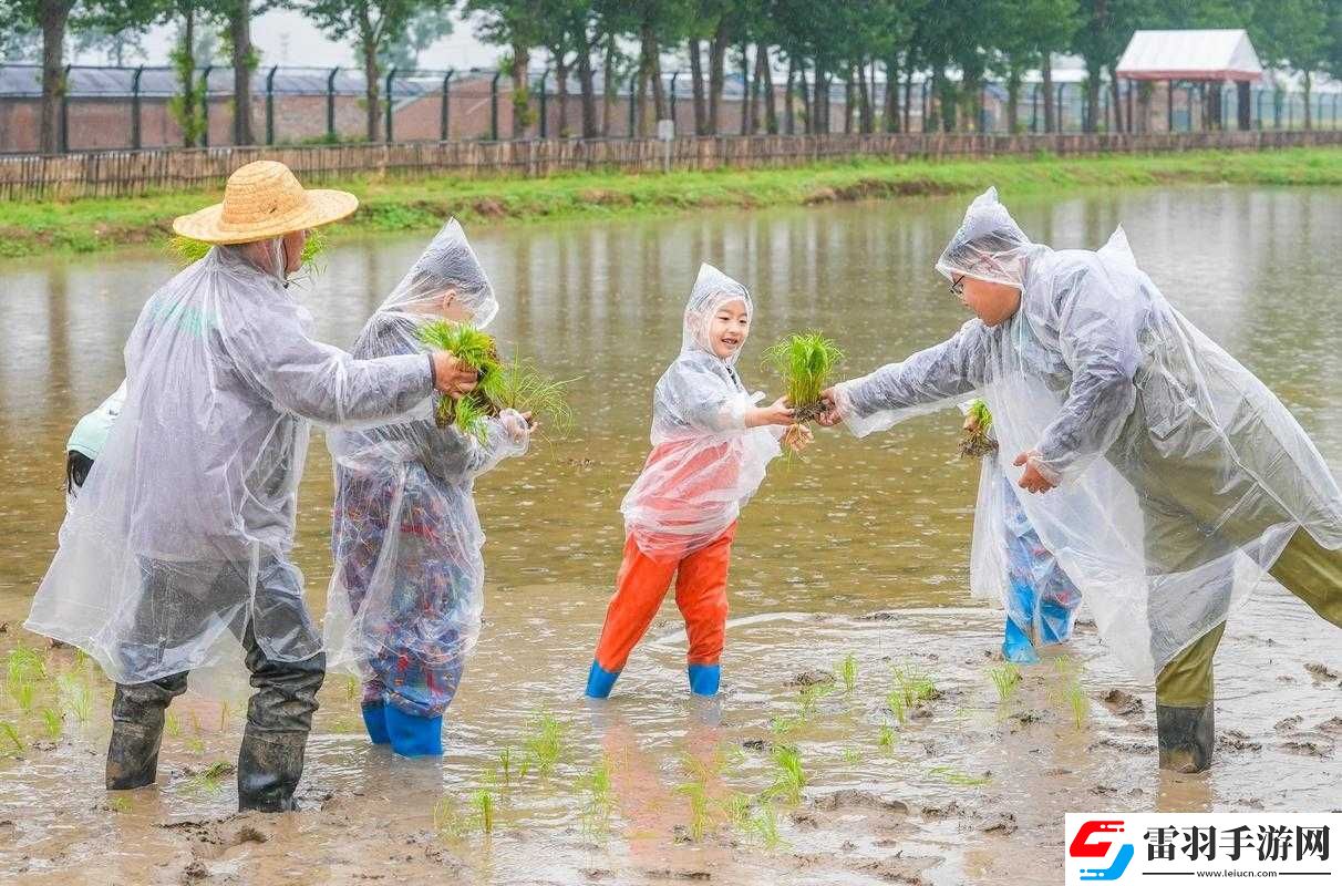 情侶在農田插秧