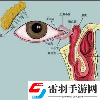小洞需要大肉腸所指含義的深入探究