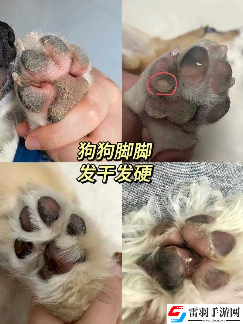 狗狗的東西又硬又燙這到底是什么情況令人費解