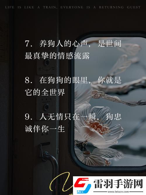 養(yǎng)狗人必看！如何用一句走心文案改變?nèi)藢欔P(guān)系