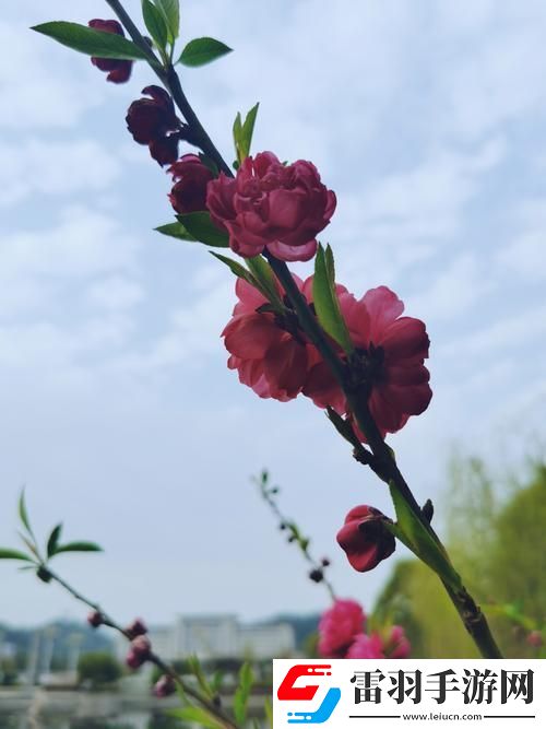 鎮(zhèn)國(guó)公雙核狂飆指南