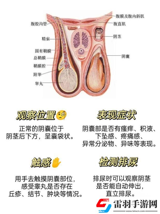 2025年陰囊根部定位新指南！友直呼這位置竟然藏了秘密